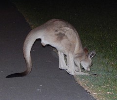 Macropus giganteus
