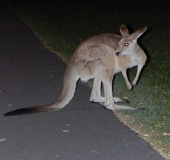 Macropus giganteus