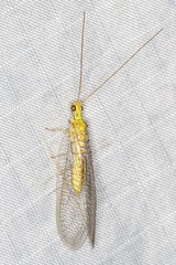 Calochrysa extranea