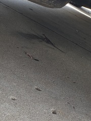Sceloporus occidentalis