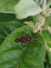 Pseudopantilius australis