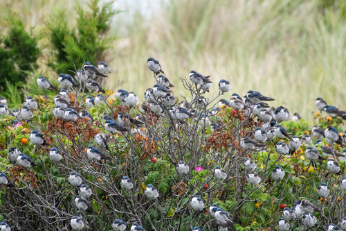 Tree Swallow (Tachycineta bicolor), photo 6