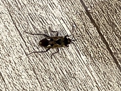 Rhyparochromus