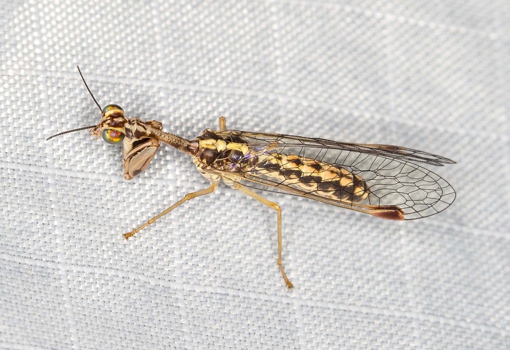 Austromantispa