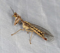 Austromantispa imbecilla
