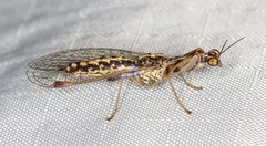 Austromantispa imbecilla