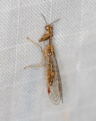 Austromantispa imbecilla