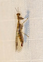 Austromantispa imbecilla