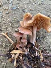 Naucoria escharioides