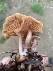 Naucoria escharioides