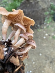 Naucoria escharioides