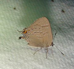 Satyrium calanus