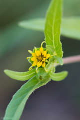 Melampodium longicorne