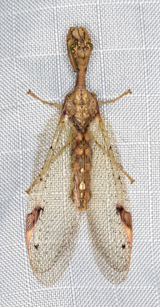 Drepanicinae