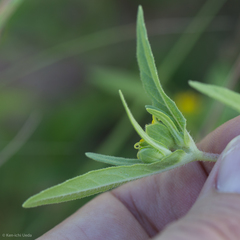 Melampodium longicorne