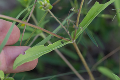 Melampodium longicorne