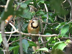 Garrulax monileger