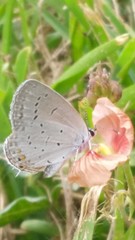 Cupido comyntas texana