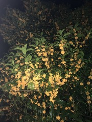 Osmanthus fragrans aurantiacus