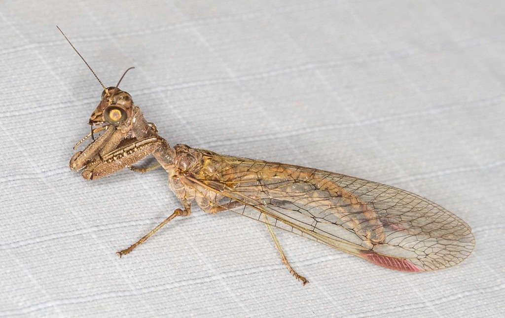 Theristria discolor