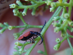 Pseudolycus torridus