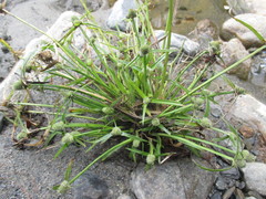 Cyperus hortensis
