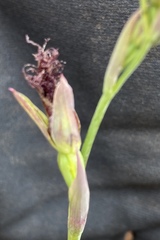Calochilus uliginosus
