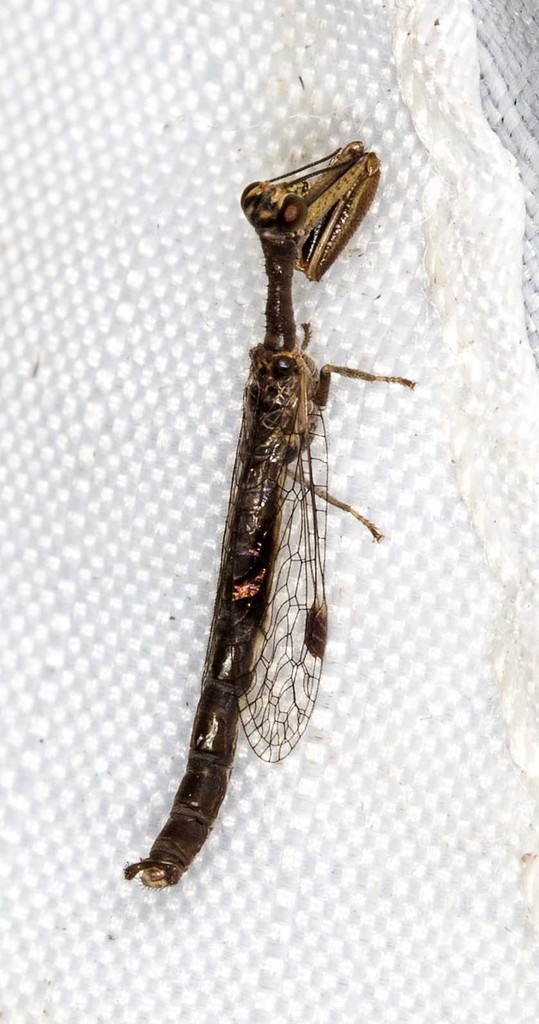 Theristria storeyi