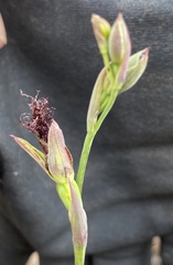 Calochilus uliginosus