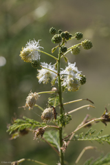 Desmanthus bicornutus
