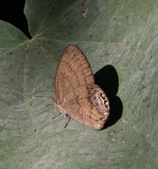 Cyllopsis gemma freemani