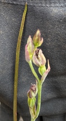 Calochilus uliginosus