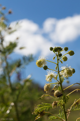 Desmanthus bicornutus