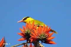 Oriolus tenuirostris