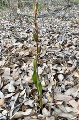 Calochilus uliginosus