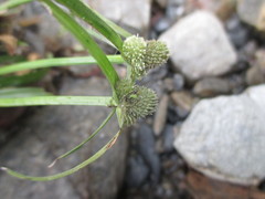 Cyperus hortensis