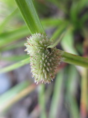 Cyperus hortensis