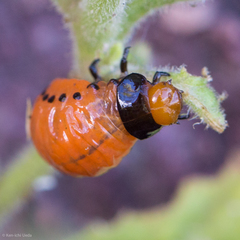 Leptinotarsa rubiginosa