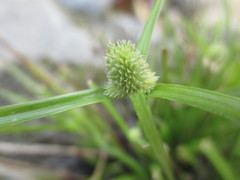 Cyperus hortensis
