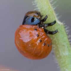 Leptinotarsa rubiginosa