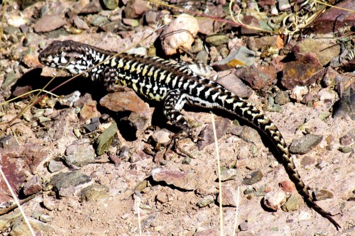 Liolaemus lavillai
