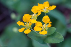 Aspicarpa hirtella