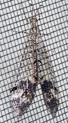 Glenoleon pulchellus