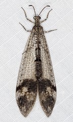 Glenoleon pulchellus