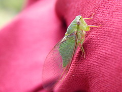 Chlorocysta vitripennis