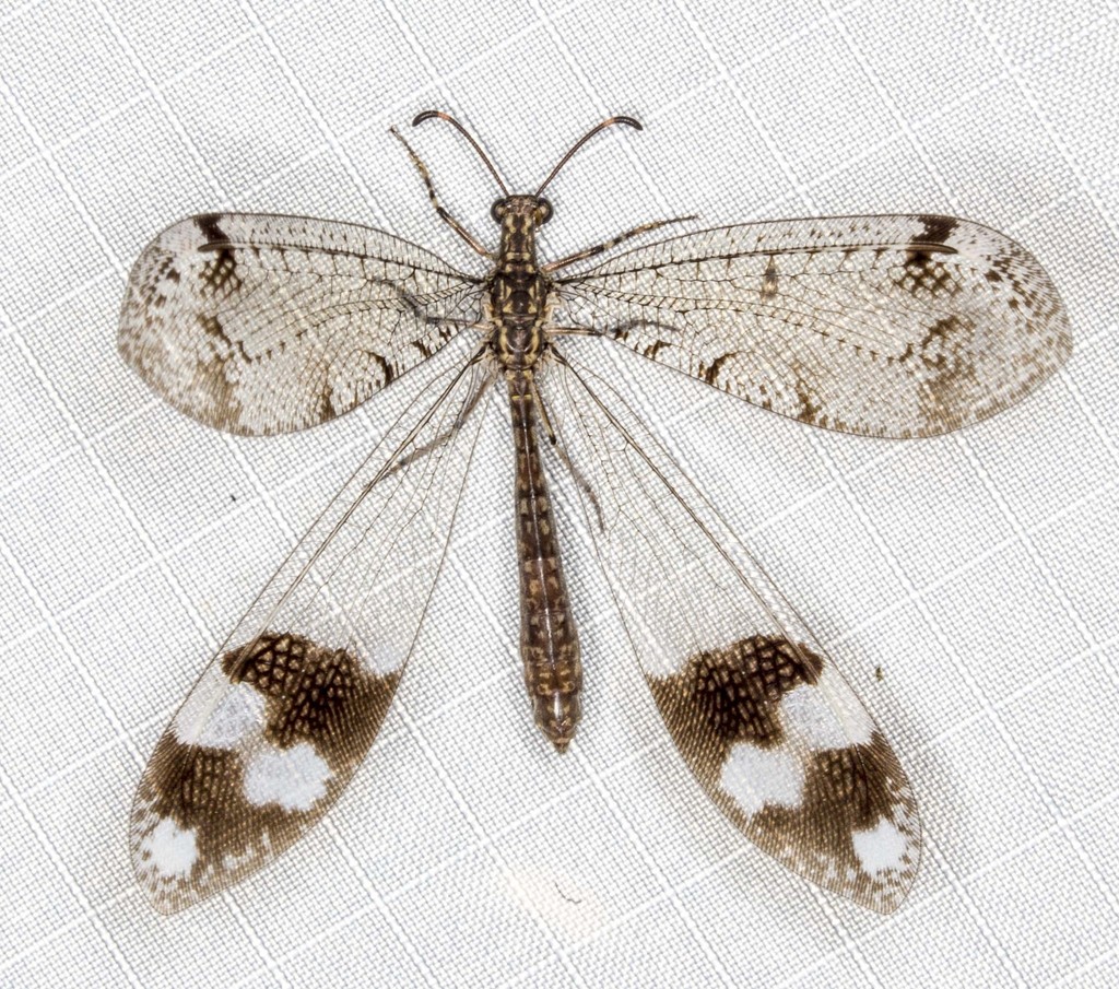 Glenoleon pulchellus