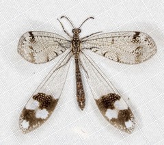 Glenoleon pulchellus