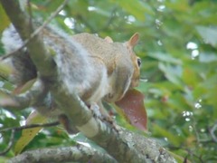 Sciurus carolinensis