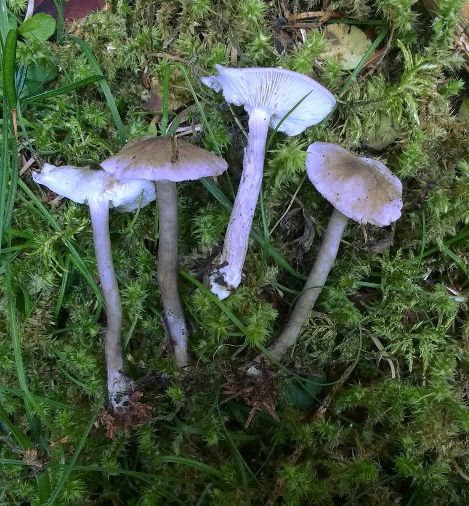 Violet Domecap