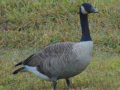 Branta canadensis